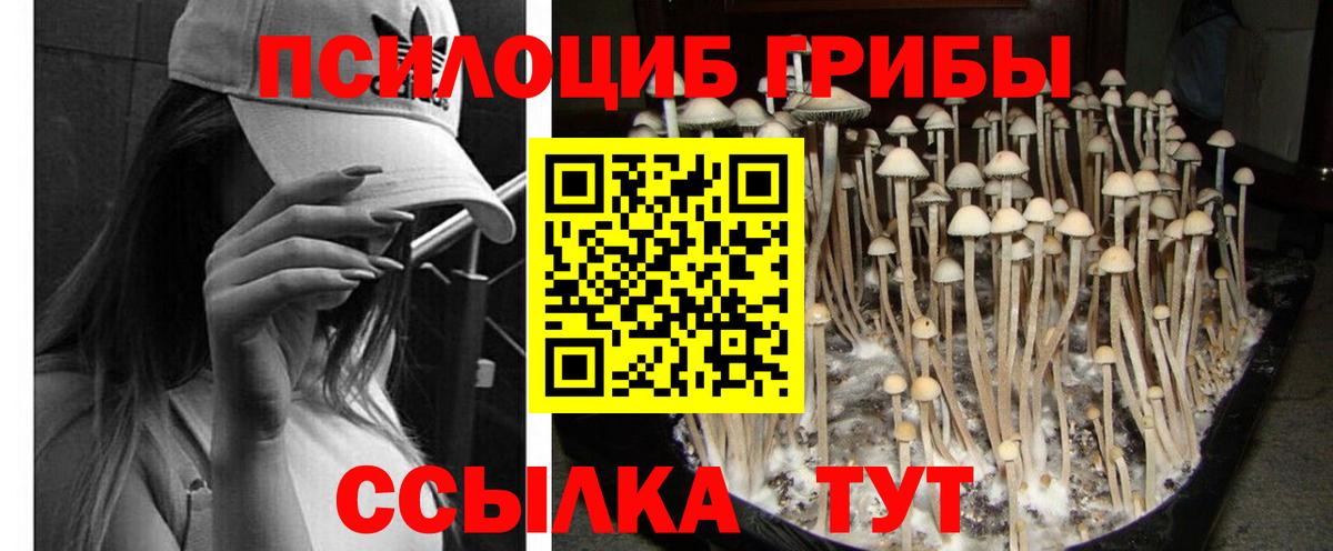 Коряжма  Псилоцибиновые грибы мухоморы  где можно купить   Вход с VPN 