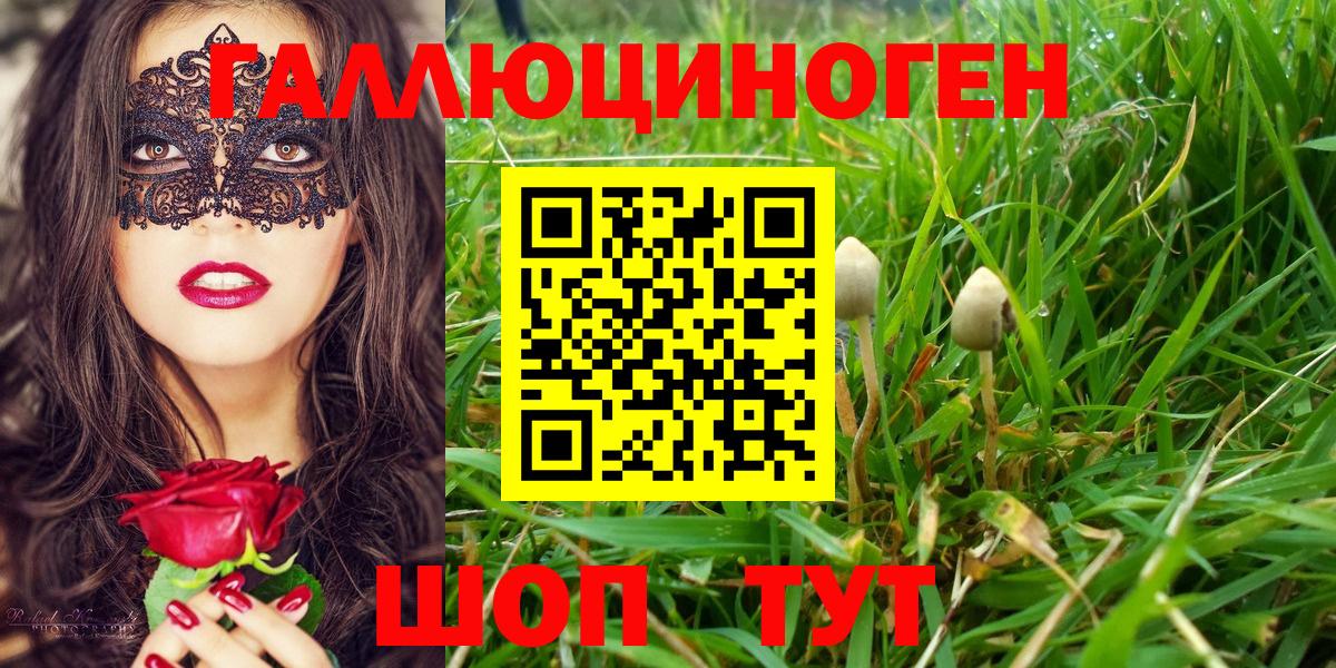 Галлюциногенные грибы Psilocybe Коряжма